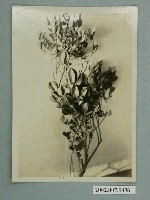 藏品(臺灣楊桃)的圖片