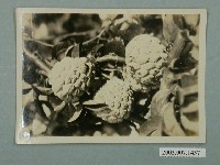 藏品(臺灣釋迦)的圖片