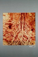 藏品(臺南安平古壁攀附植物)的圖片