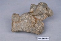 藏品(扇貝化石)的圖片
