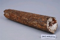 藏品(象門齒化石)的圖片