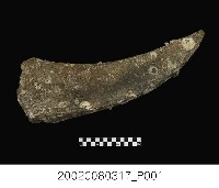 藏品(水牛左側角幹化石)的圖片