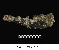 藏品(水牛右下顎骨化石)的圖片