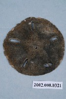 藏品(沙錢海膽化石)的圖片