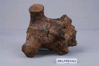 藏品(四不像鹿頭骨化石)的圖片