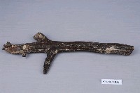 藏品(四不像鹿犄角化石)的圖片