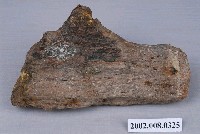 藏品(原木化石？)的圖片