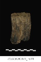 藏品(馬臼齒化石)的圖片