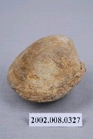藏品(貝類化石內模)的圖片