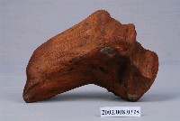 藏品(天然原木)的圖片