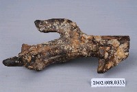 藏品(四不像鹿犄角化石)的圖片