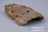 藏品(牡蠣化石)的圖片