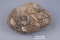 藏品(貝類群聚化石)的圖片