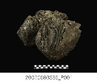 藏品(象上顎骨化石)的圖片