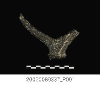 藏品(斑鹿左側犄角化石)的圖片