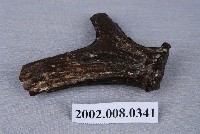 藏品(斑鹿左側犄角化石)的圖片