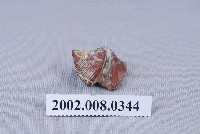 藏品(石燕化石)的圖片