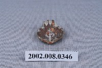 藏品(石燕化石)的圖片