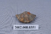 藏品(石燕化石)的圖片