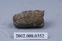 藏品(珊瑚化石？)的圖片