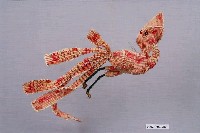 藏品(紙鈔鳳凰)的圖片