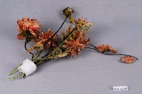 藏品(紙鈔花朵)的圖片