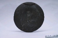 藏品(銅製鑼)的圖片