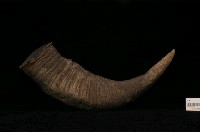 藏品(牛角)的圖片