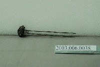 藏品(銅鎏金菊花嵌玉石釵)的圖片