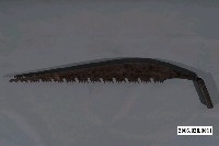 藏品(落頭鋸)的圖片
