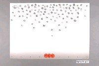 藏品(百家姓海報作品)的圖片