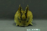 藏品(山羌皮童帽)的圖片