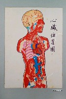 藏品(教具圖卡之心臟位置圖)的圖片
