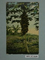 藏品(夏威夷沃爾尼柯爾斯株式會社發行木瓜樹)的圖片