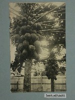 藏品(屏東市役所發行木瓜)的圖片