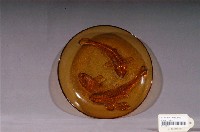藏品(鯉魚紋琥珀色透明玻璃圓盤)的圖片