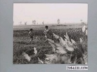 藏品(2名男孩在草叢玩耍)的圖片