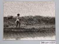 藏品(在水稻田間的男孩照)的圖片