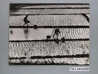 藏品(植秧照片)的圖片