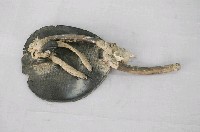 藏品(牛鞋)的圖片