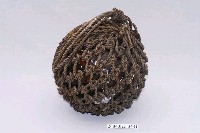 藏品(結網玻璃浮球)的圖片