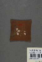 藏品(纏線木板)的圖片