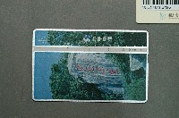 藏品(中華電信7008毋忘在莒電話卡)的圖片