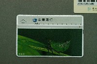 藏品(中華電信7022圓蠟蟬電話卡)的圖片