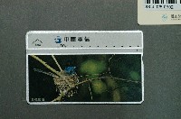 藏品(中華電信7026黑枕藍鶲電話卡)的圖片