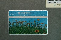 藏品(中華電信7082澎湖天人菊電話卡)的圖片