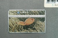 藏品(中華電信7110海底世界雙鋸刺蓋魚電話卡)的圖片