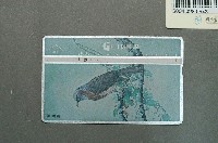 藏品(中華電信8034棕耳鵯電話卡)的圖片