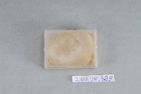 藏品(粉土)的圖片