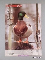 藏品(「1996春候鳥季」活動海報)的圖片